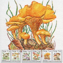 Grzyby Pieprznik Maślak