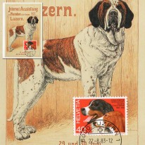 Bernardyn Wystawa Psów Plakat