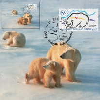 Niedźwiedź Polarny EUROPA