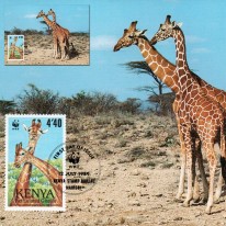 Żyrafa Sawannowa WWF