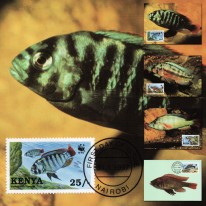 Ryby Haplochromis WWF