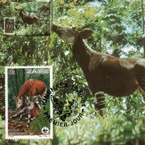 Okapi Leśne WWF