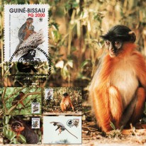 Małpa Gerezanka Gwinejska WWF