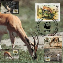 Gazela Mała i Pręgogłowa WWF