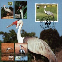 Ptak Żuraw Koralowy WWF