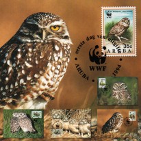 Ptaki Sowa Pójdźka Ziemna WWF