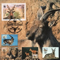 Markur Śruborogi WWF