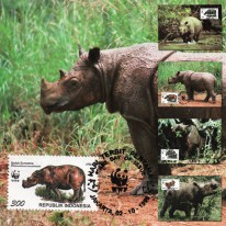 Nosorożce WWF