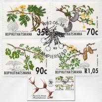 Akacje Drzewa Krzewy