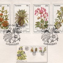 Pelargonia Dagga Ketmia