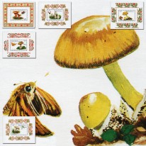 Grzyby Muchomory Mleczaj