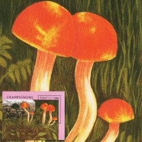 Grzyby Wodnicha