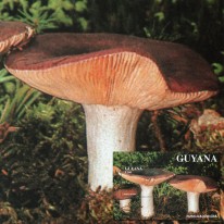 Grzyby Gołąbek Słodkawy