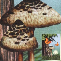 Grzyby Czubajka Kania