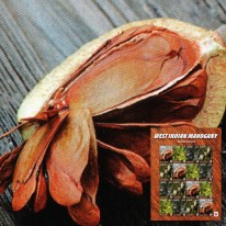 Drzewo Mahoniowiec WWF