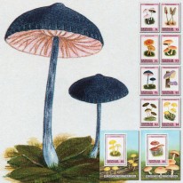Grzyby Pieczarka Twardziak