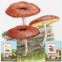 Grzyby Twardziak Pieczarka