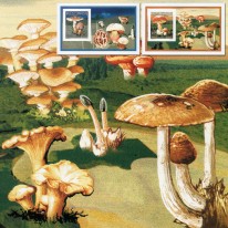Grzyby Muchomor Jeżoskórka