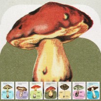 Grzyby Muchomor Pieczarka