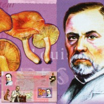 Grzyb Mleczaj i Louis Pasteur