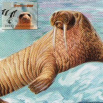 Pingwiny Mors Wieloryb