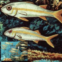 Ryby Mulloidichthys martinicus