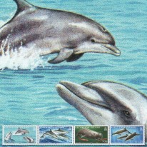Delfiny Kaszalot