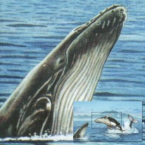 Długopłetwiec Oceaniczny