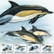 Delfiny Risso