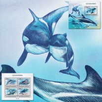 Delfiny Steno Tonin