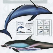Delfiny Garbogrzbiet