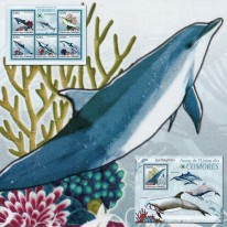 Delfiny Delfinek Steno