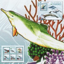 Delfiny Steno Delfinek