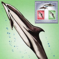 Delfinek Pręgoboki