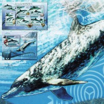 Delfinek Plamisty