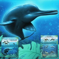 Delfiny