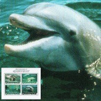 Delfiny Greenpeace