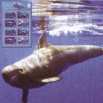 Delfin Fereza Mała WWF