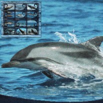 Wieloryb Humbak Delfinek...