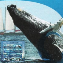 Delfinek Pregoboki Wieloryb...