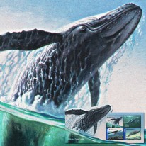 Walenie Humbak Płetwal WWF