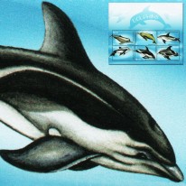 Delfiny Inia Suzu