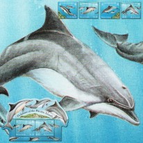 Delfiny Butlonos