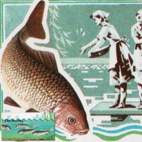 Ryby Tołpyga Karp
