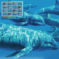 Delfin Melonogłów...