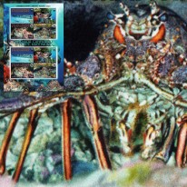 Langusta Karaibska WWF