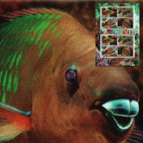 Ryba Skarus Tęczowy WWF