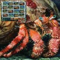 Kraby Krewetki WWF