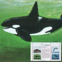 Delfin Humbak Orka