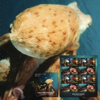 Ośmiornica Olbrzymia